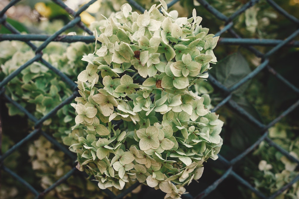 Clôture de jardin : comment choisir la solution adaptée à vos besoins